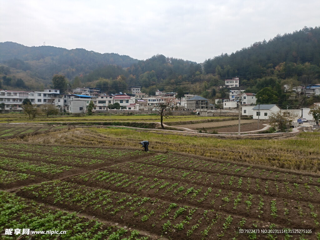 田野