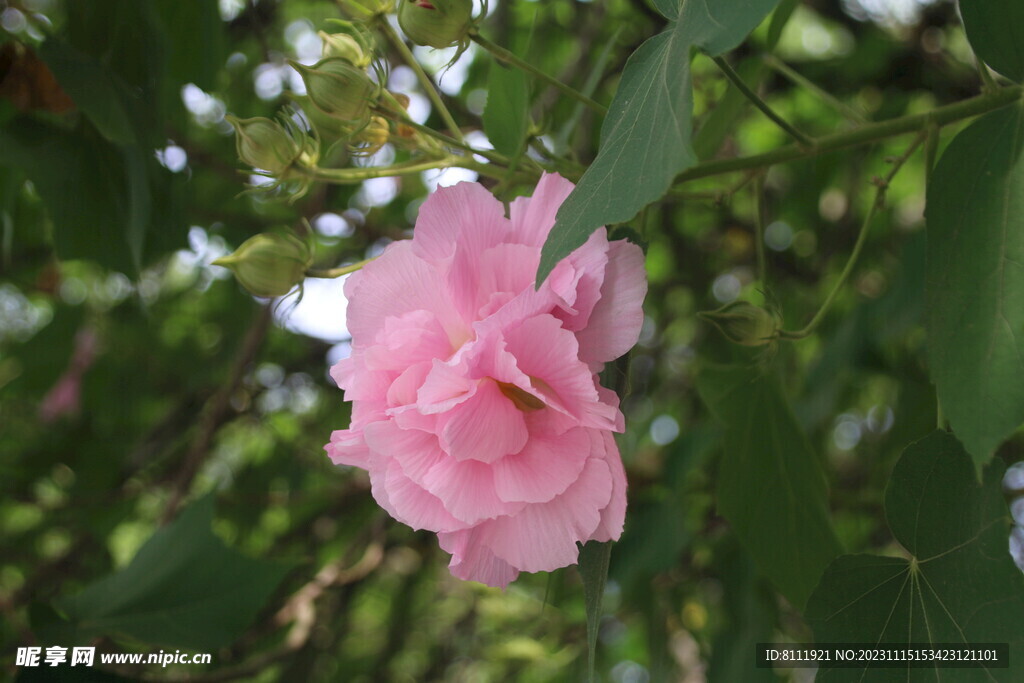 芙蓉花
