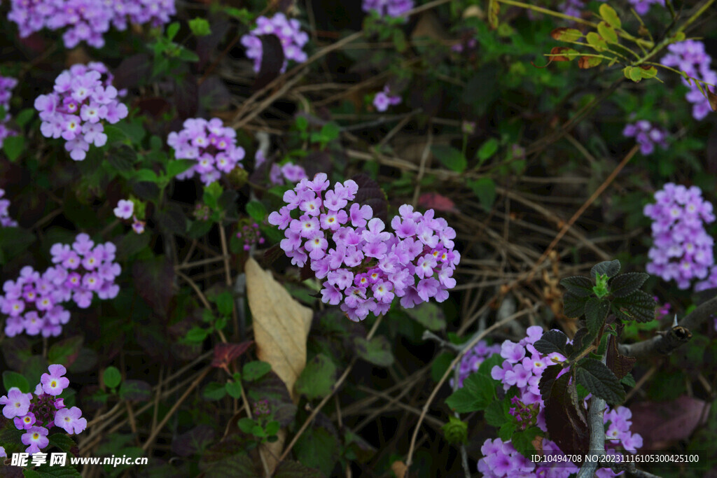 紫马缨花