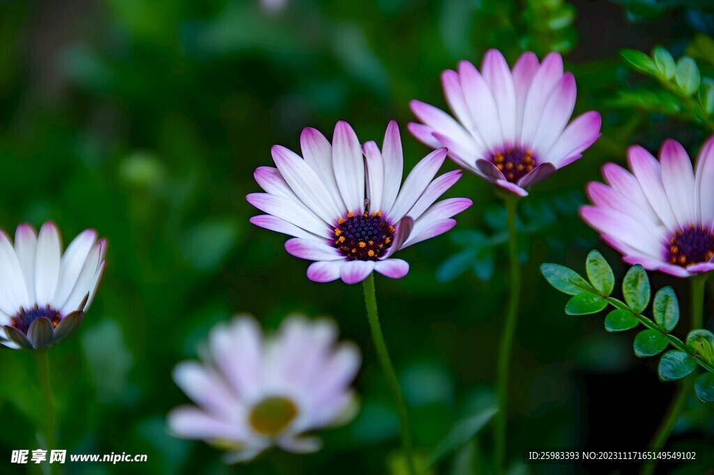 雛菊
