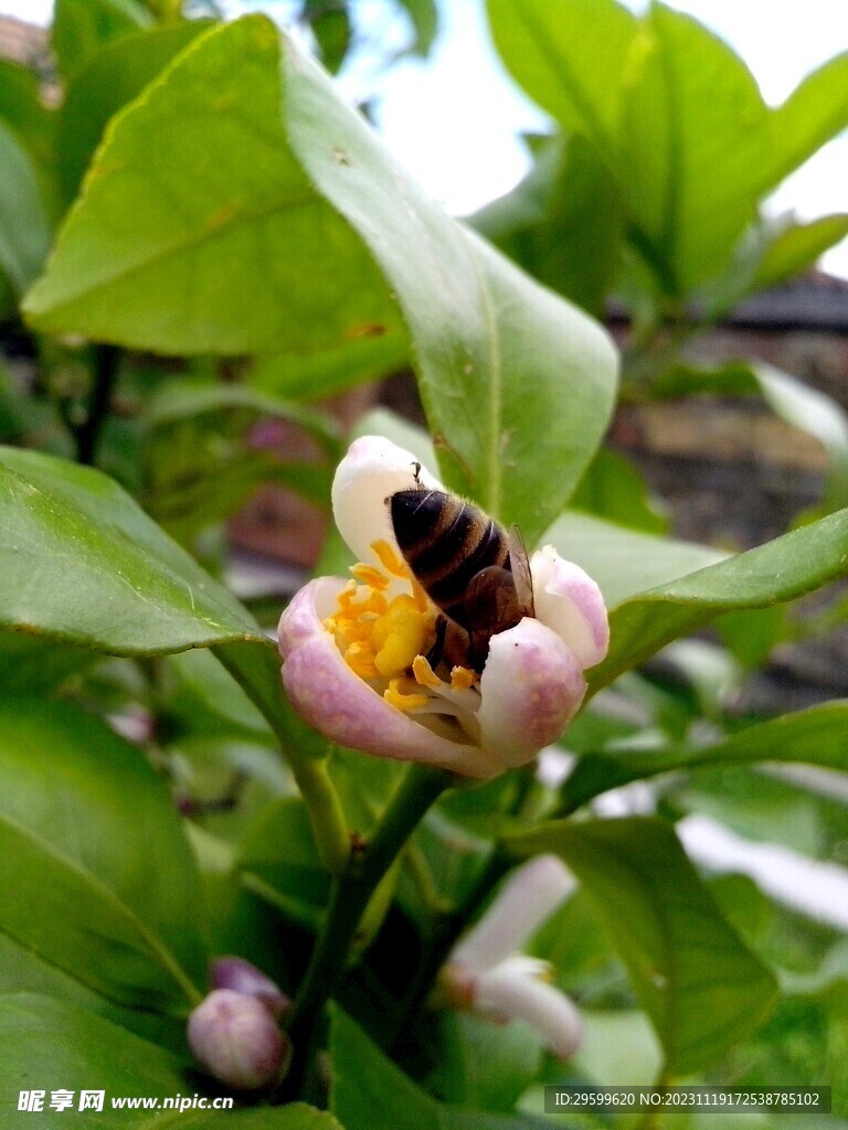 蜜蜂  