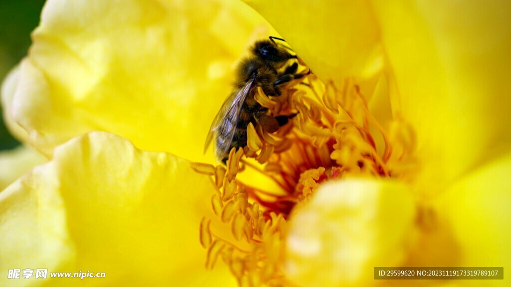 蜜蜂 