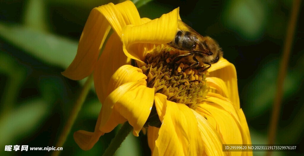 蜜蜂  