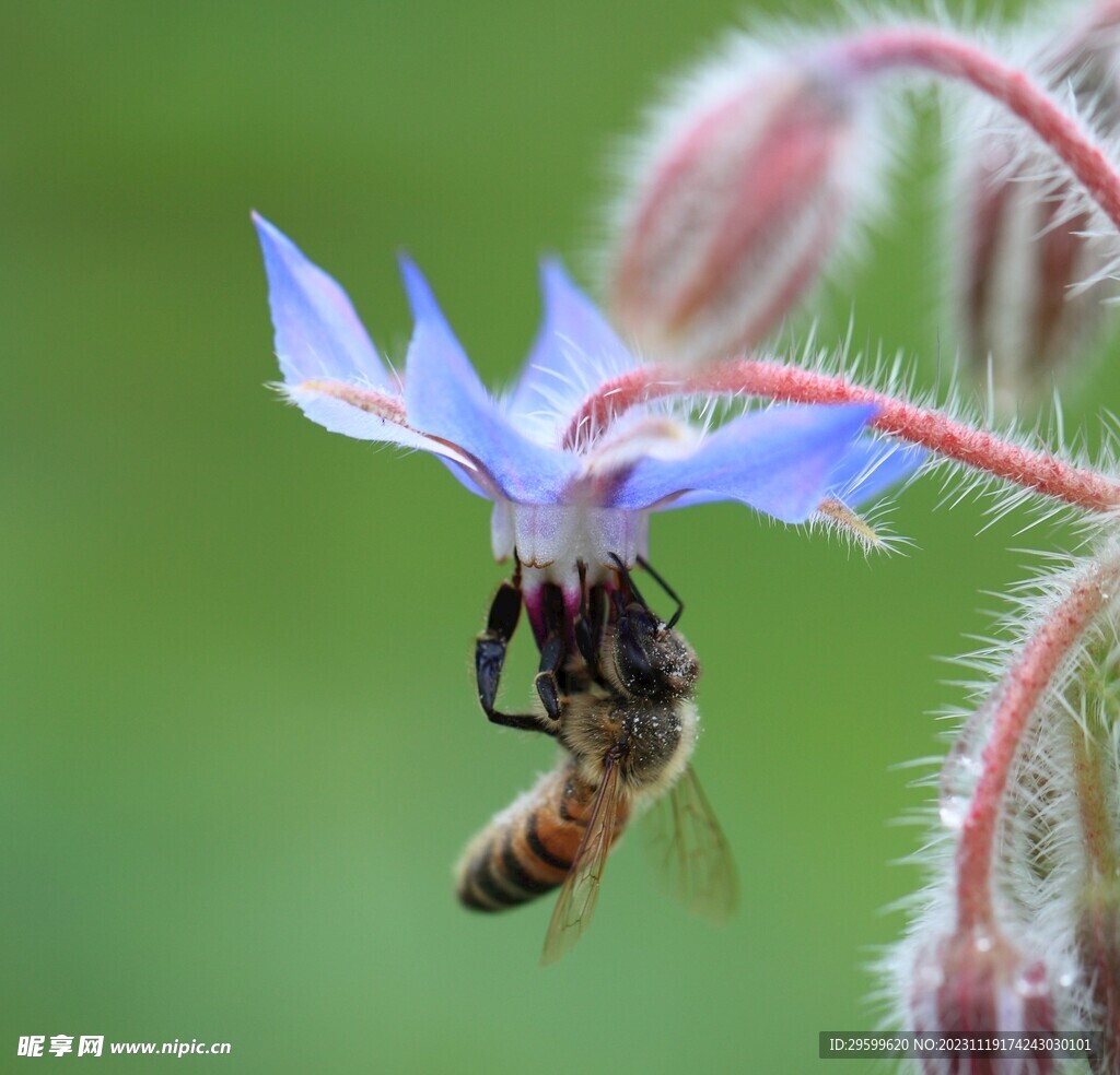 蜜蜂 