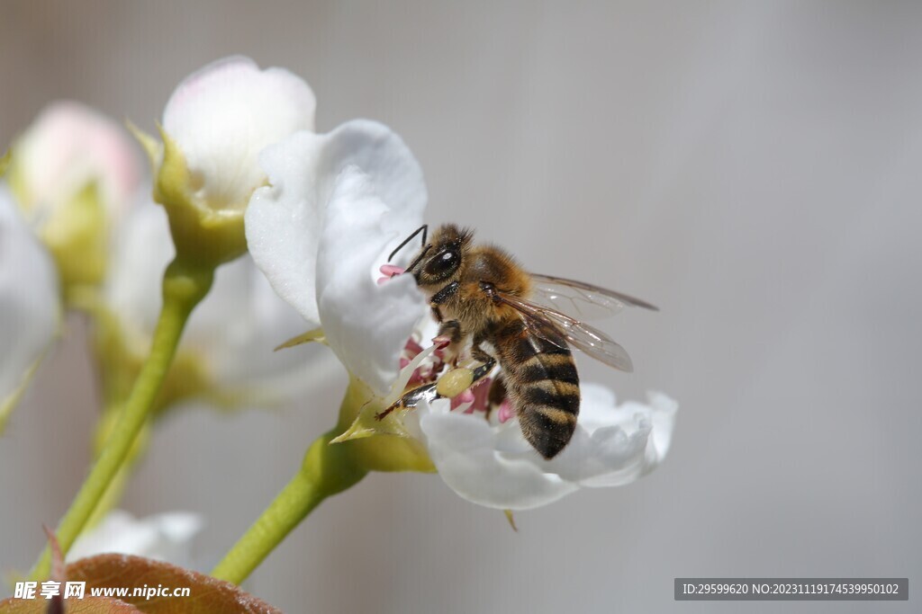 蜜蜂 