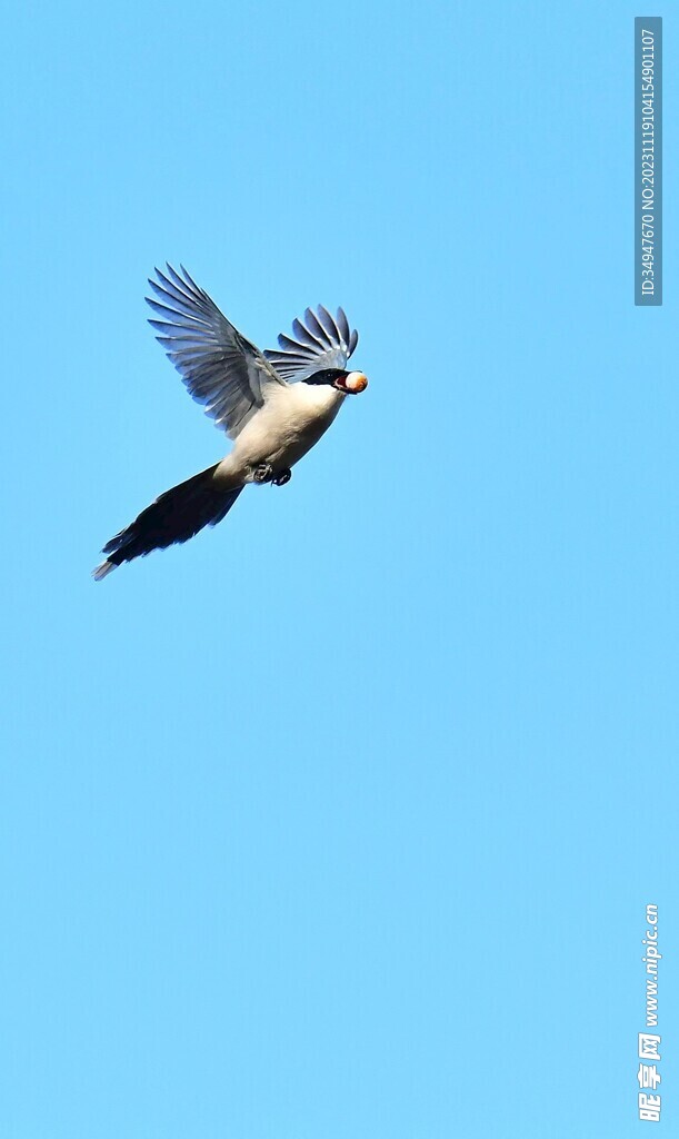 鳥吃果子