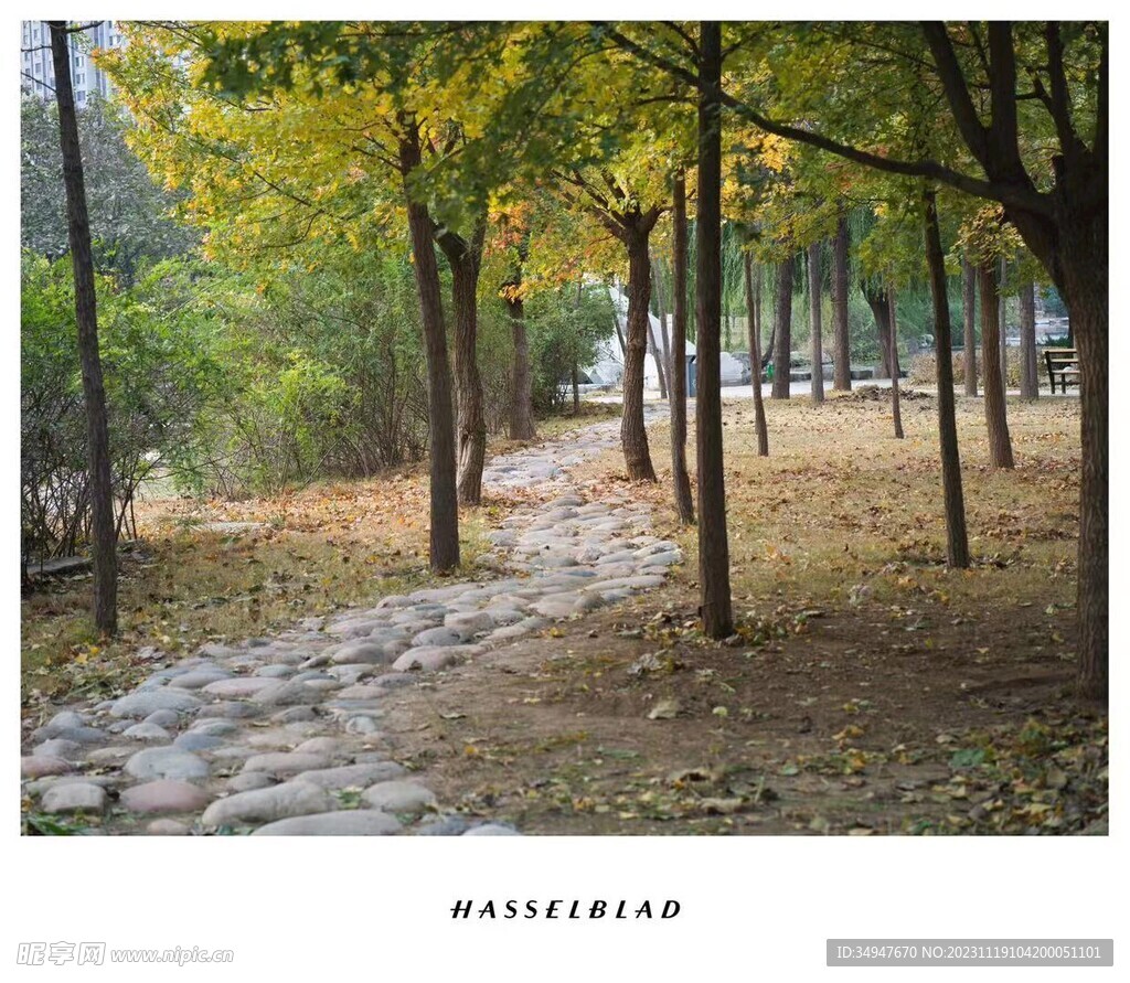 公園的小路