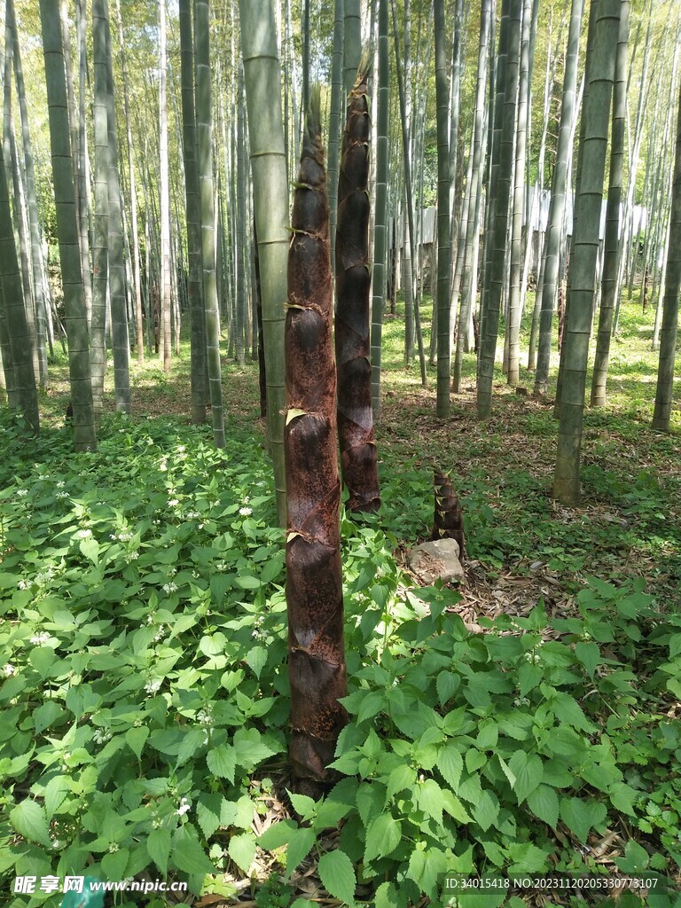 筍