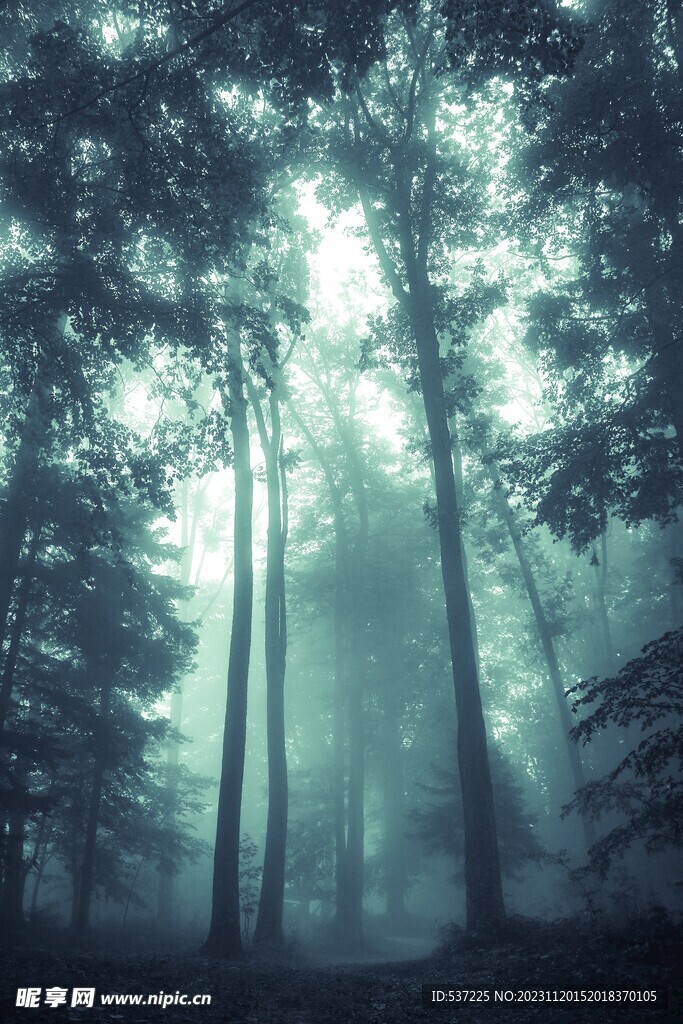 雾林丛林