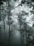 雾林树木