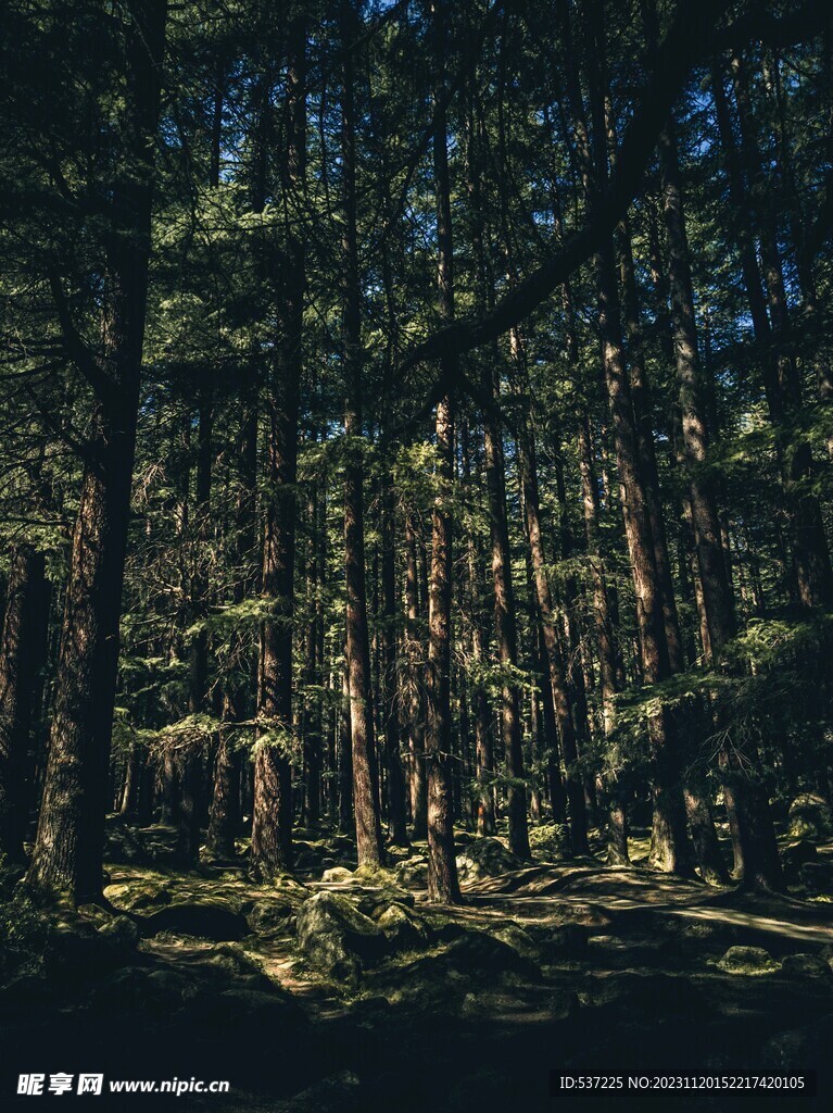 森林丛林