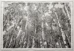 白桦林树林自然风景黑白色调装饰