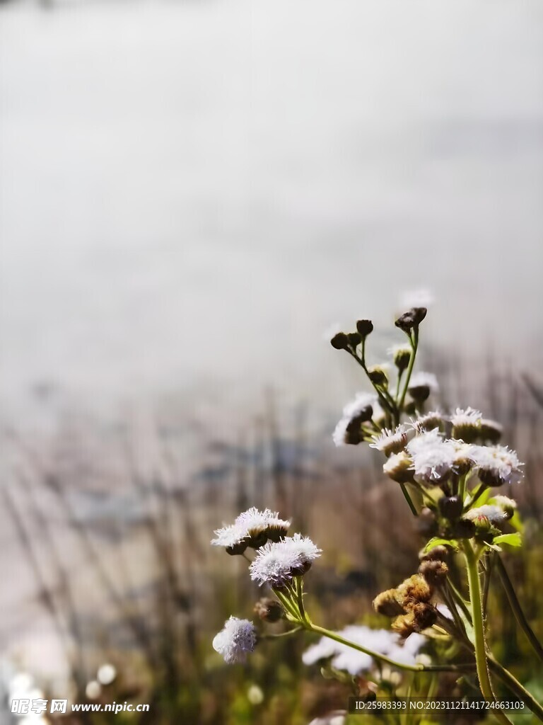 雛菊