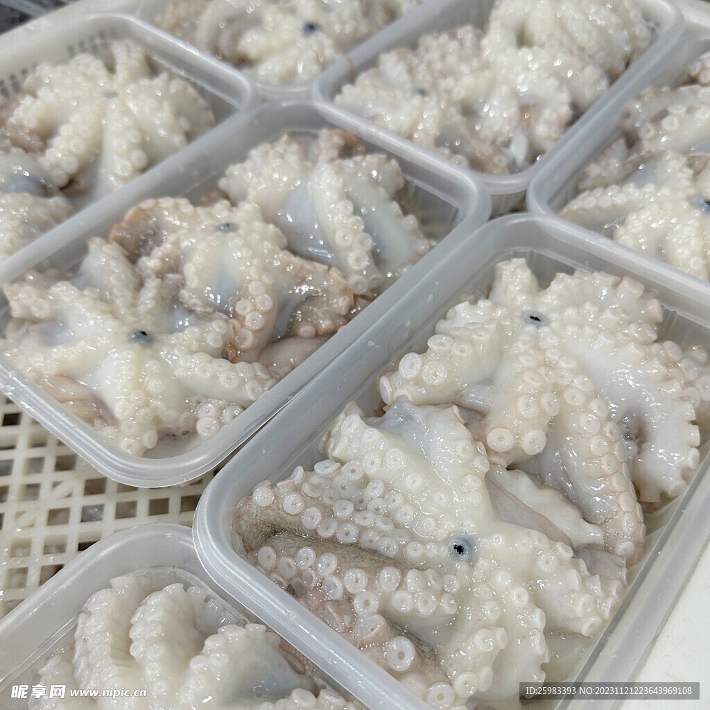 八爪魚