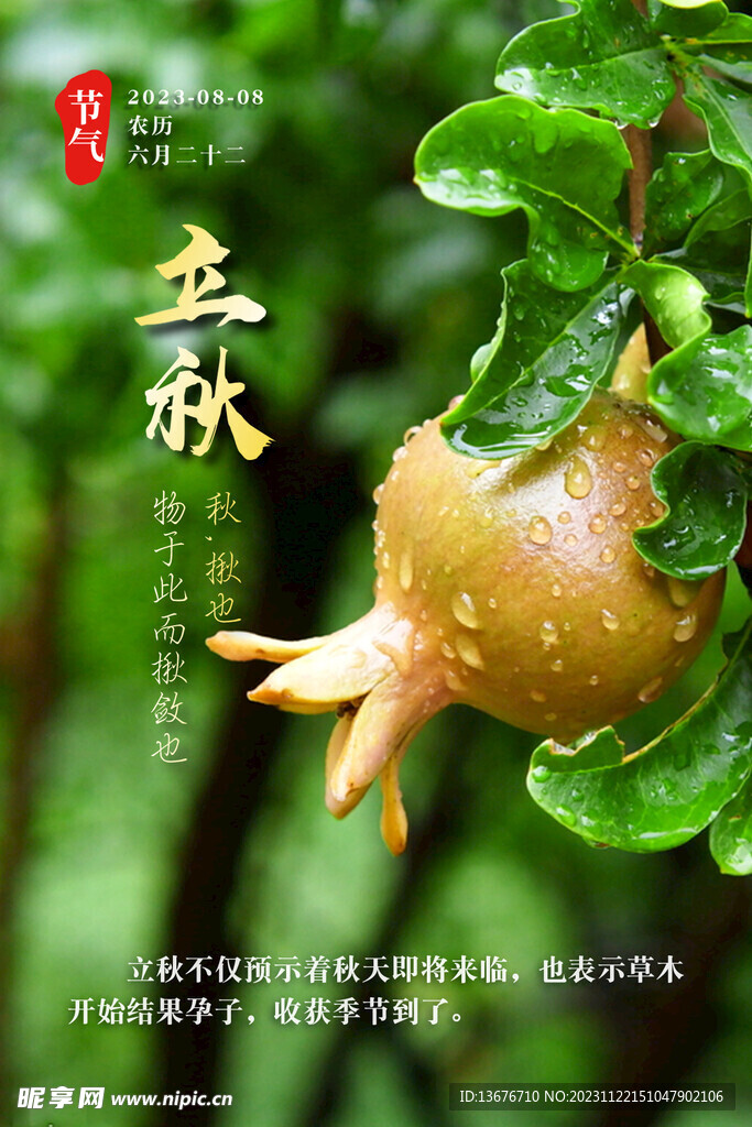 立秋 節(jié)氣 石榴