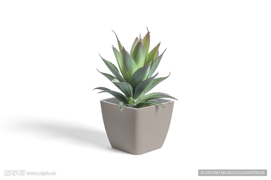 植物花盆
