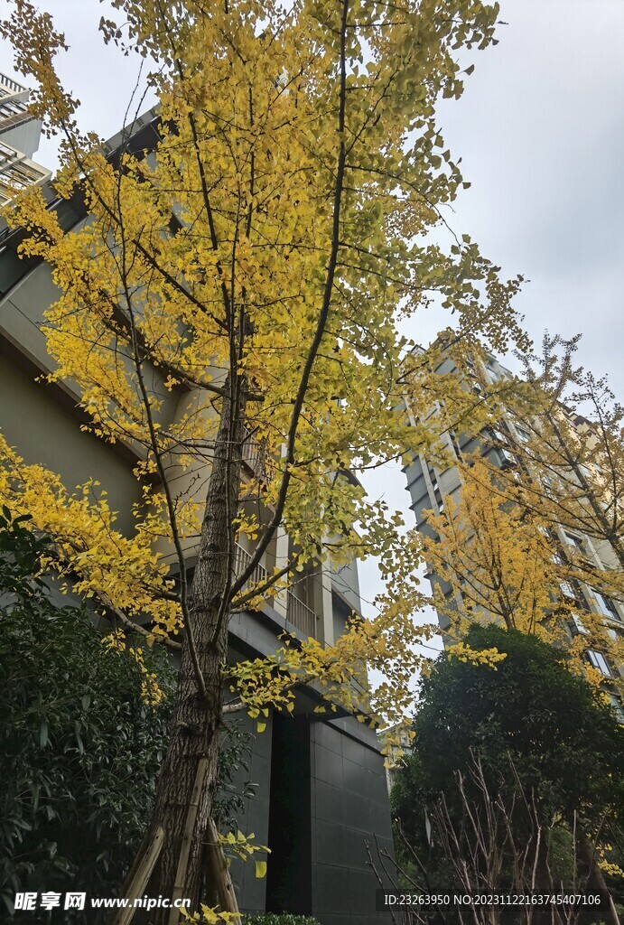 銀杏樹