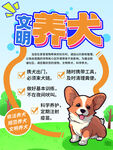 文明养犬规章制度注意事项海报
