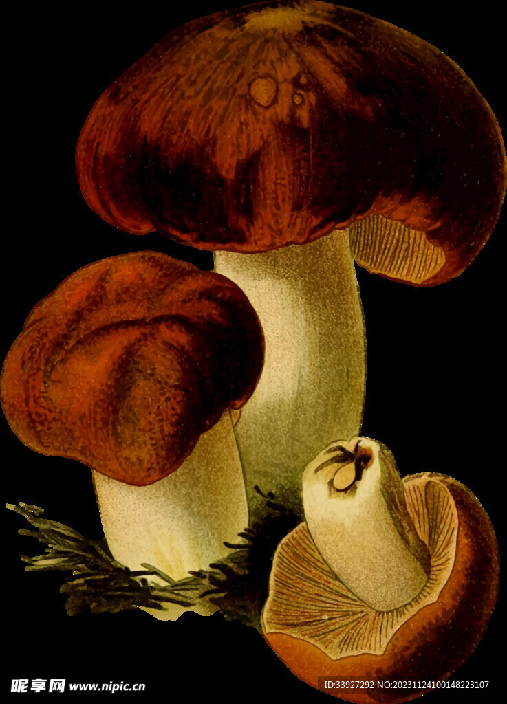 景觀素材