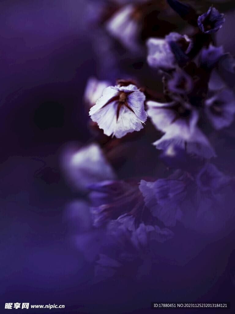 補(bǔ)血草
