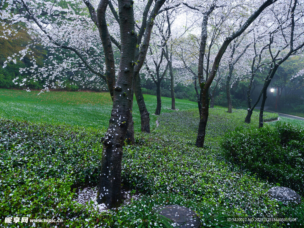 櫻花林