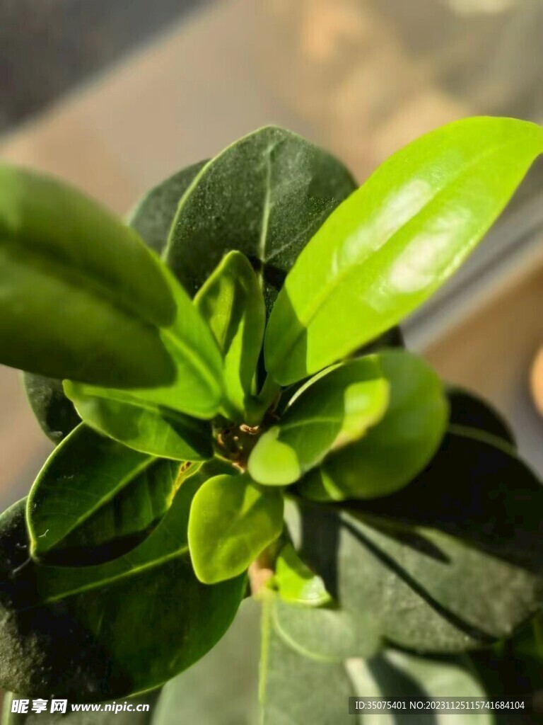 新芽