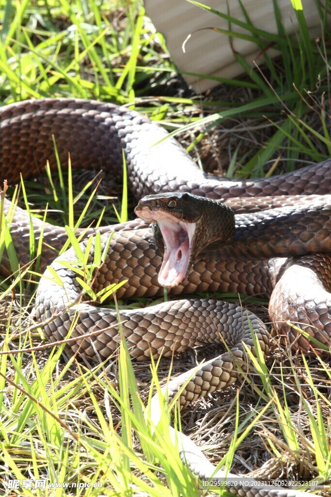 蛇  