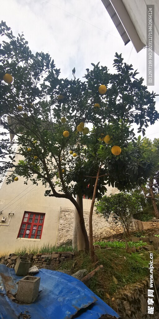 农村橙子树