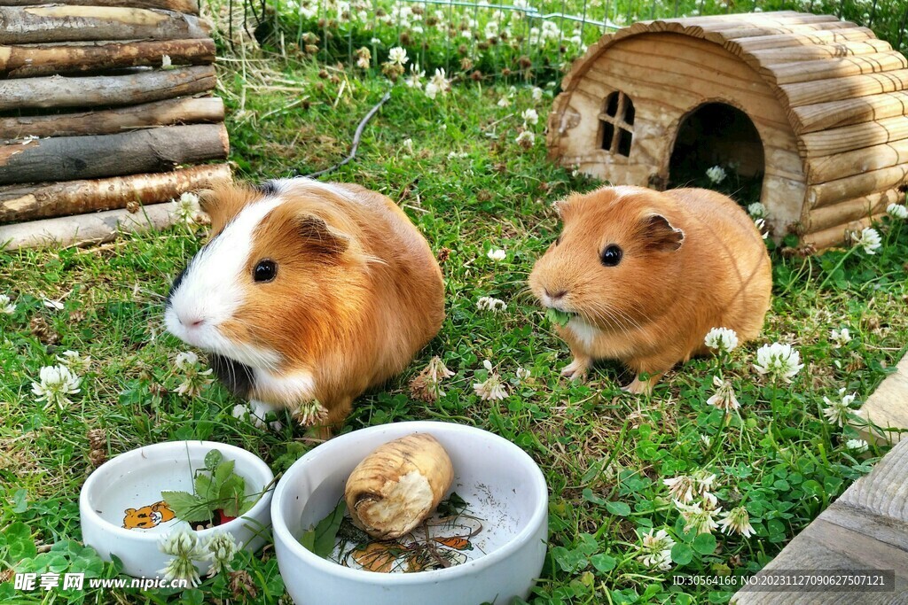豚鼠