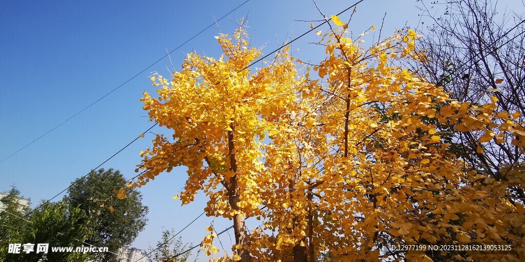 秋天银杏树