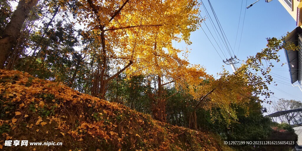 秋天黄色叶子