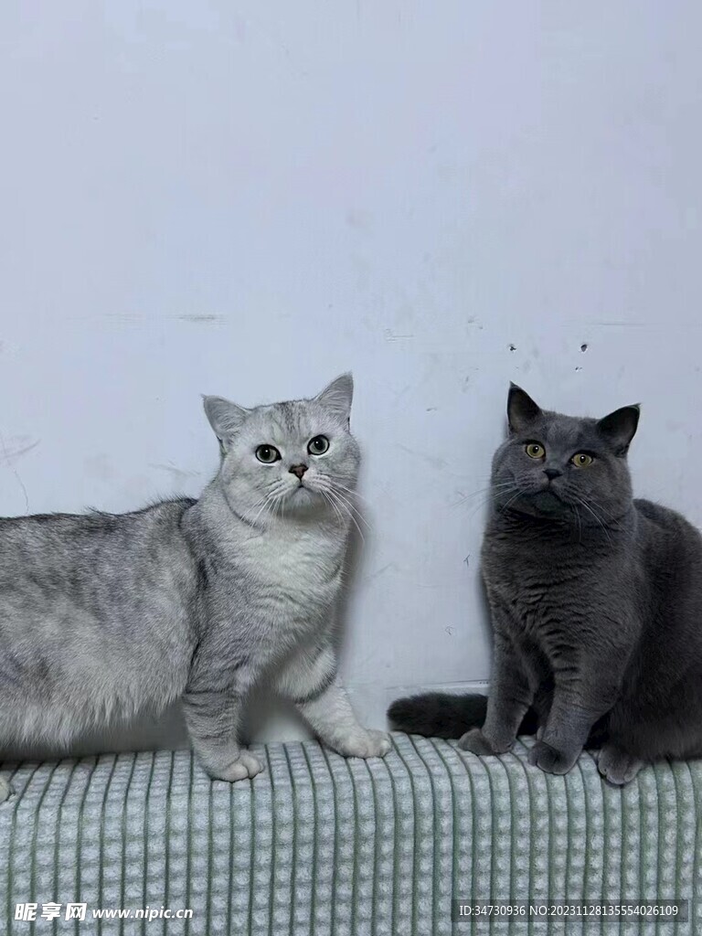長大的貓
