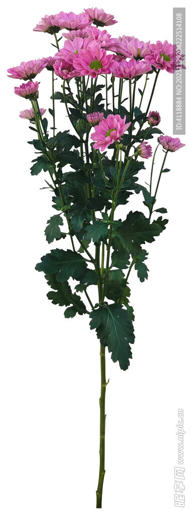 水蜜桃