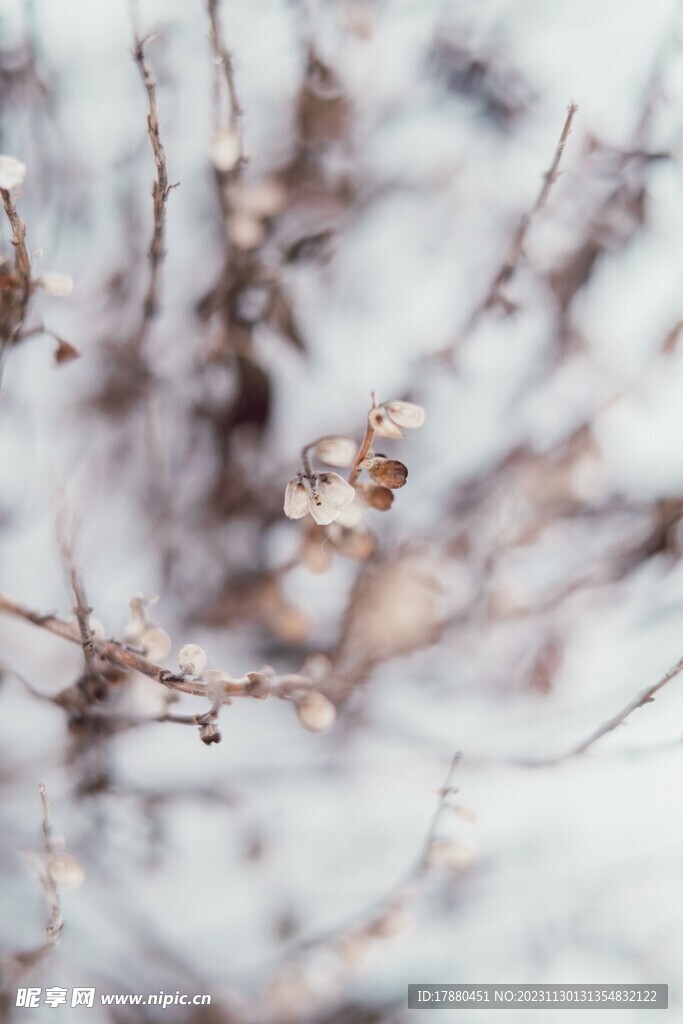 榆樹花