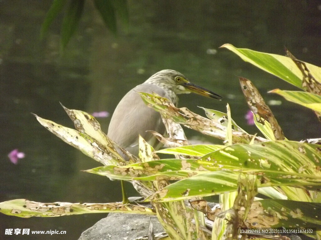 抓拍