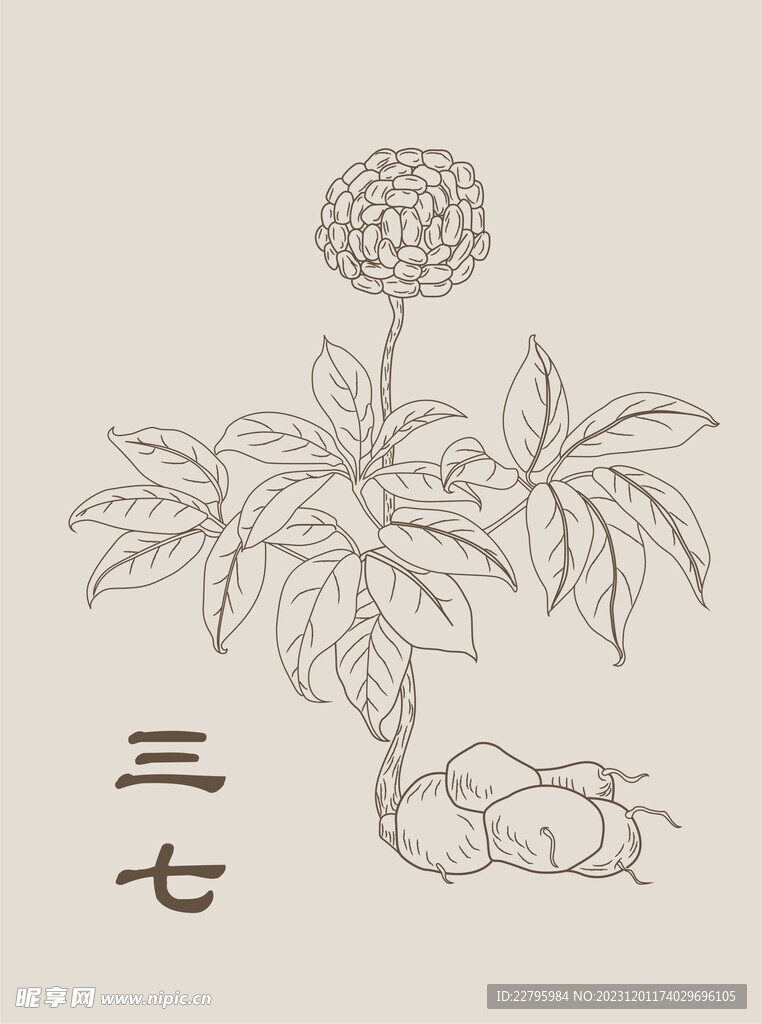 三七藥材矢量圖