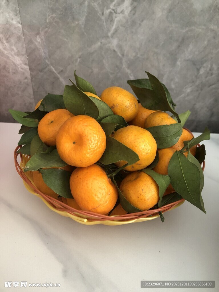 一盆砂糖橘
