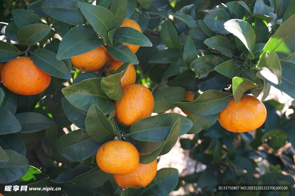 砂糖橘果树