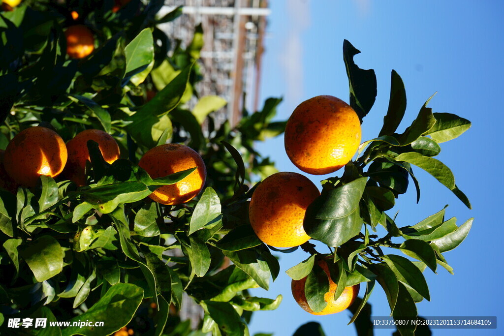 砂糖橘果树