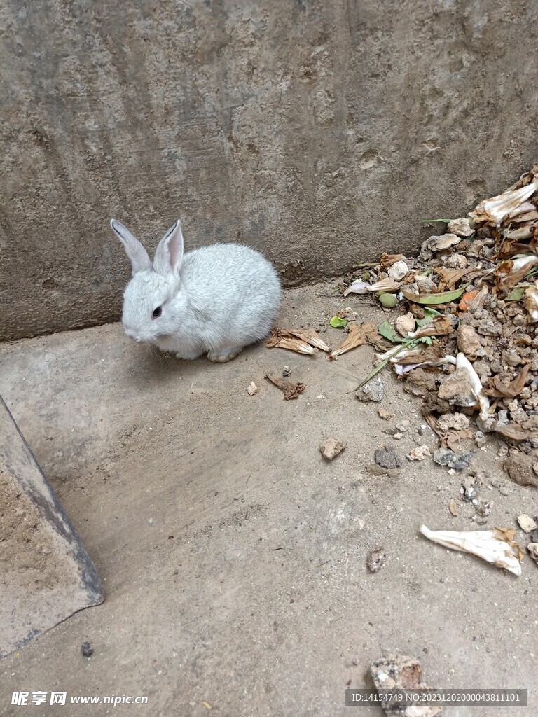 小兔子