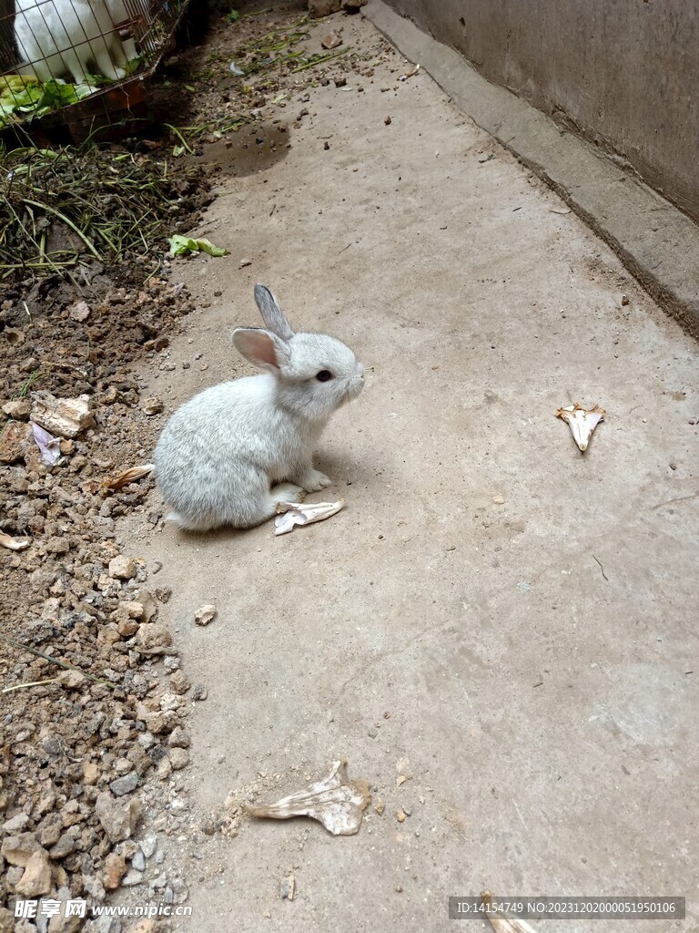 小兔子 