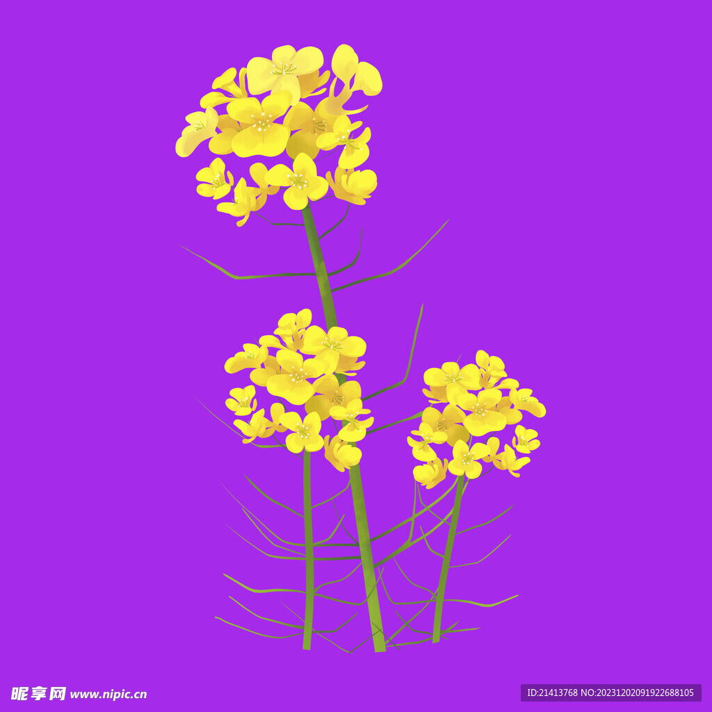 手繪油菜花