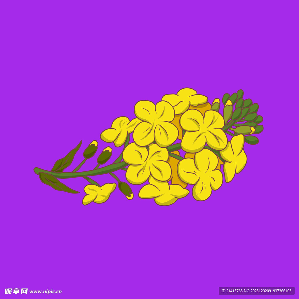手繪油菜花 