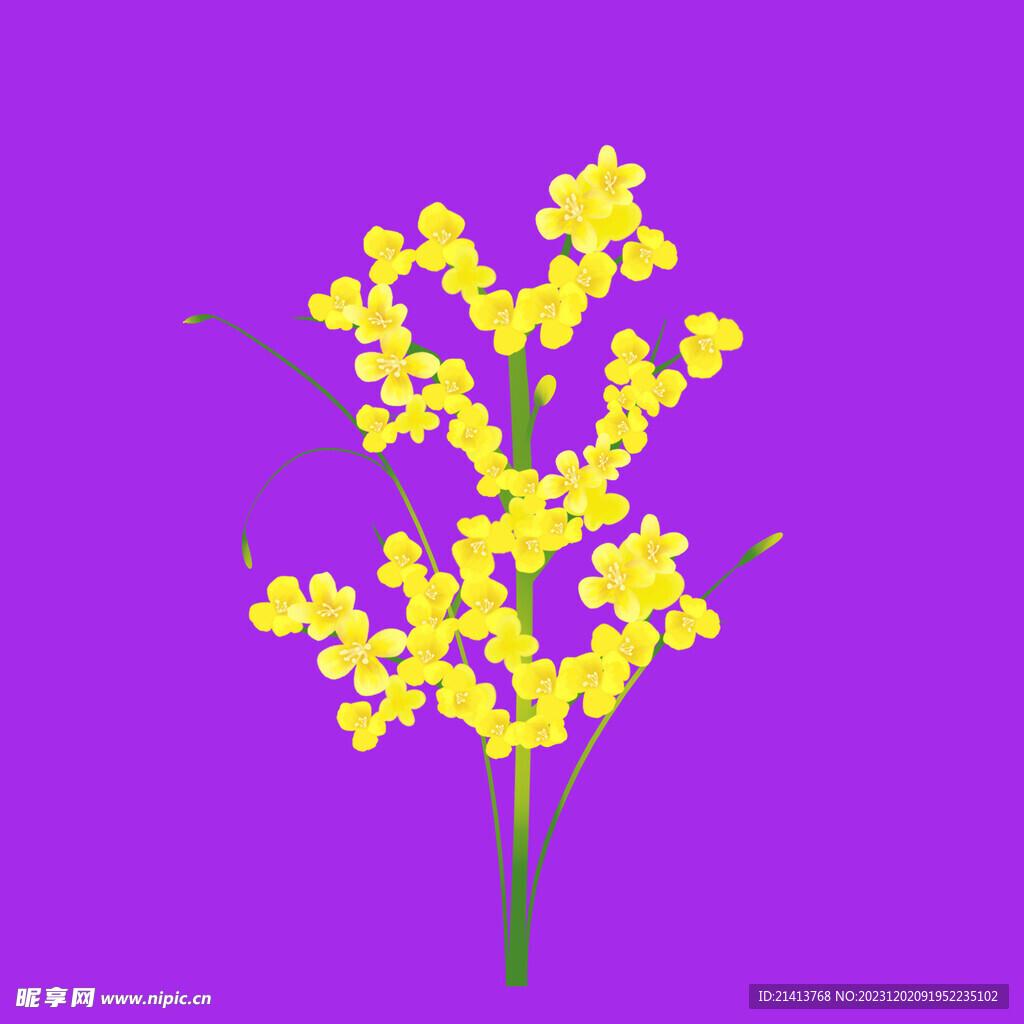 手繪油菜花 