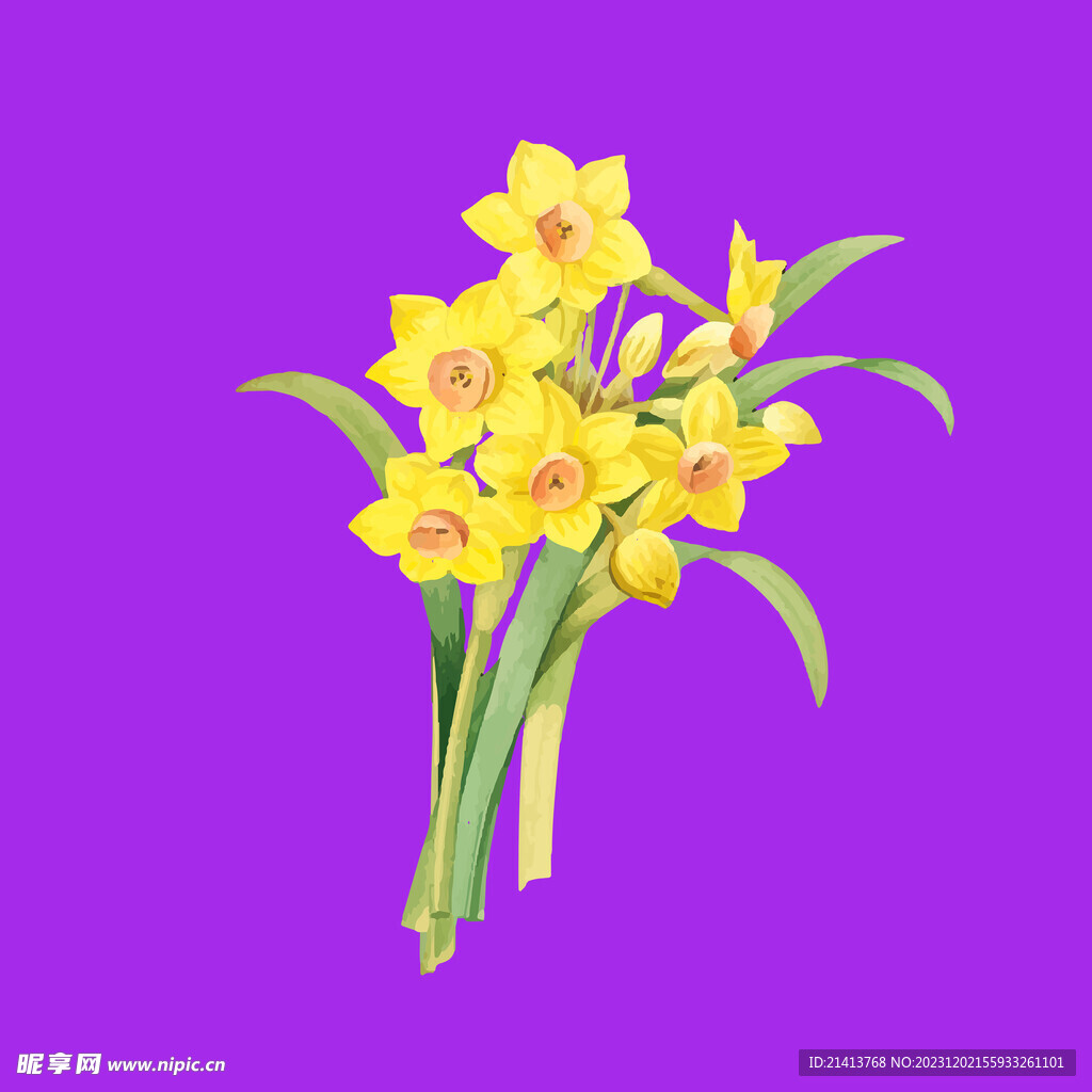 手繪水仙花 