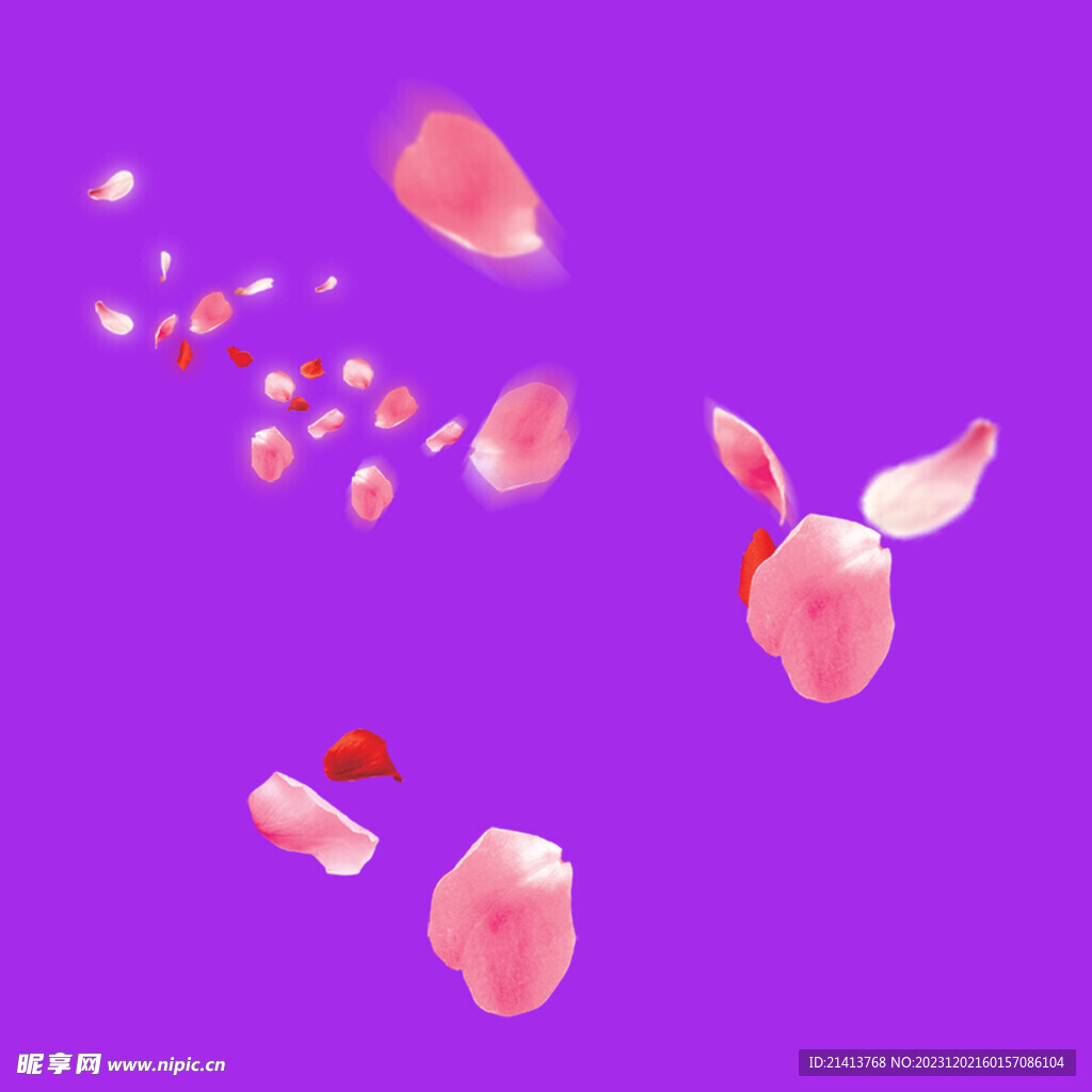 鮮花花朵花瓣