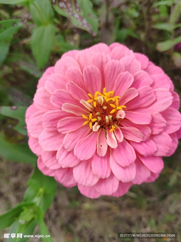 粉色的花