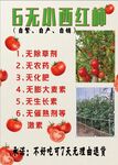 西红柿宣传海报
