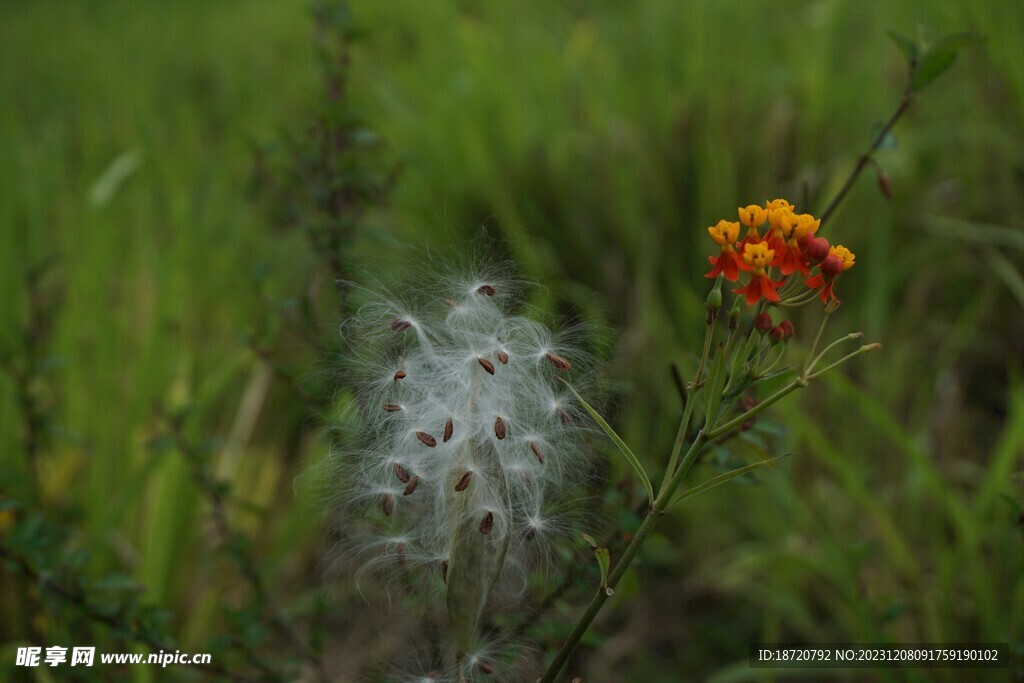  棉花圖片