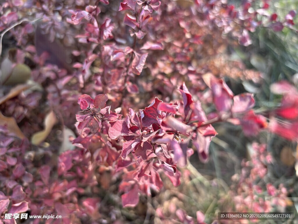 葉子花